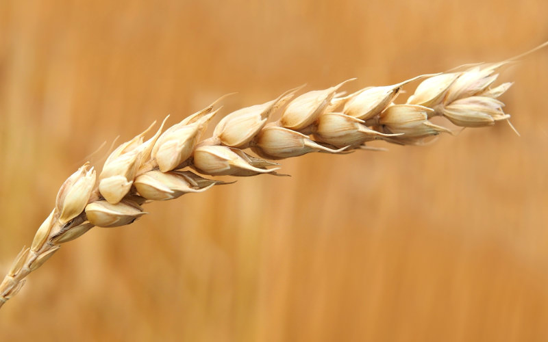 <p>Closeup photo of wheat grains</p>